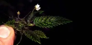 Flor que Resistiu ao Desmatamento é Reconhecida Como Nova Espécie Flor que Resistiu ao Desmatamento é Reconhecida Como Nova Espécie