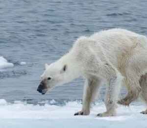Aumento das Temperaturas Pode Extinguir Ursos Polares no Canadá Entre 2030 e 2060 ursos