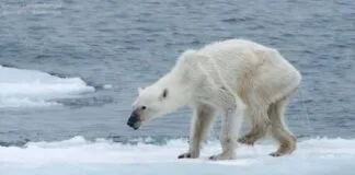 Aumento das Temperaturas Pode Extinguir Ursos Polares no Canadá Entre 2030 e 2060 ursos