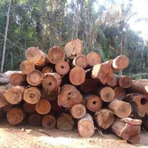 Países Sem Planos Para Reduzir Desmatamento, Alerta ONU