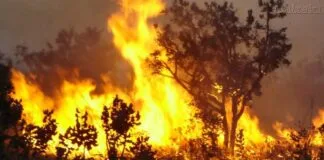 Brasil Registra 200 Milhões de Hectares Queimados em 39 Anos Brasil Registra 200 Milhões de Hectares Queimados em 39 Anos