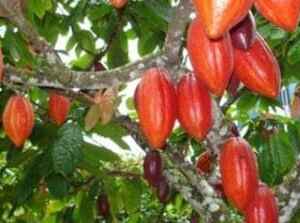 Fundo de Biodiversidade da Amazônia alcança R$ 85 milhões em investimentos Amazônia