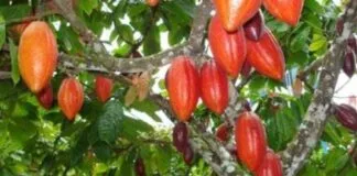 Fundo de Biodiversidade da Amazônia alcança R$ 85 milhões em investimentos Amazônia