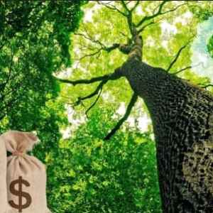 Microsoft Anuncia Compra Recorde de Créditos de Carbono com BTG Pactual