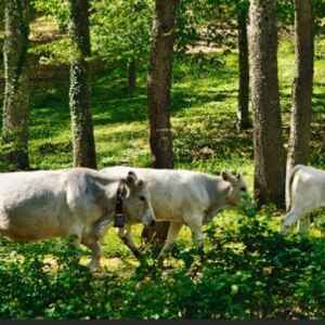 Tecnologias Sustentáveis Transformam Pecuária no Amazonas