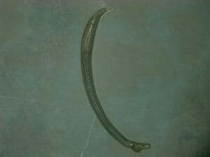 Captura-de-tela-2024-06-21-190700-300x224 Resistência do tambaqui a parasita intestinal depende de fator genético