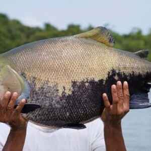 Resistência do tambaqui a parasita intestinal depende de fator genético