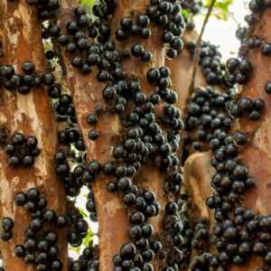 Novo Método Revoluciona Extração de Antioxidantes e Corantes da Casca de Jabuticaba