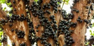 Novo Método Revoluciona Extração de Antioxidantes e Corantes da Casca de Jabuticaba Novo Método Revoluciona Extração de Antioxidantes e Corantes da Casca de Jabuticaba