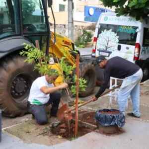 Municípios Investem em ‘Delivery de Árvore’ para Aumentar Arborização Urbana