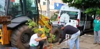 Municípios Investem em 'Delivery de Árvore' para Aumentar Arborização Urbana Municípios Investem em 'Delivery de Árvore' para Aumentar Arborização Urbana
