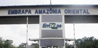 Embrapa Celebra 85 Anos de Pesquisa Agropecuária na Amazônia Embrapa Celebra 85 Anos de Pesquisa Agropecuária na Amazônia