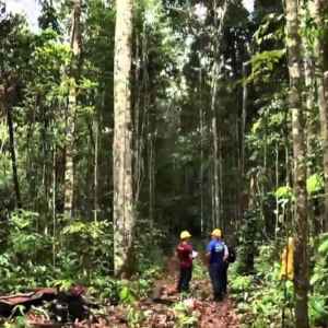BNDES Aprova Financiamento de R$ 23 Milhões para Manejo Florestal Sustentável no Amazonas