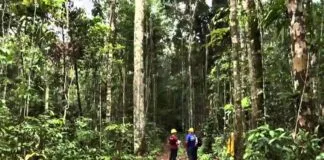 BNDES Aprova Financiamento de R$ 23 Milhões para Manejo Florestal Sustentável no Amazonas BNDES Aprova Financiamento de R$ 23 Milhões para Manejo Florestal Sustentável no Amazonas