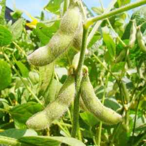 Pequenas Propriedades Dominam Produção de Soja no Brasil soja