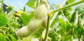 Pequenas Propriedades Dominam Produção de Soja no Brasil soja
