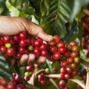 Faturamento Bruto das Lavouras de Café no Brasil Atinge Recorde de R$ 64 Bilhões em 2024 café