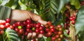 Faturamento Bruto das Lavouras de Café no Brasil Atinge Recorde de R$ 64 Bilhões em 2024 café