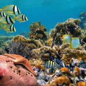 Estudo Revela Limites Mais Rasos para Ambientes Marinhos no Atlântico Sudoeste