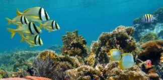 Estudo Revela Limites Mais Rasos para Ambientes Marinhos no Atlântico Sudoeste Estudo Revela Limites Mais Rasos para Ambientes Marinhos no Atlântico Sudoeste