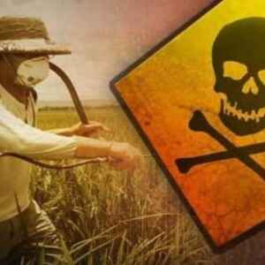 Contaminação por Agrotóxicos Atinge Escola Rural em Belterra pela Terceira Vez