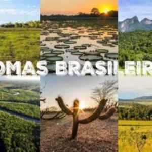 IBGE divulga ocupação do território por bioma e as consequências ambientais