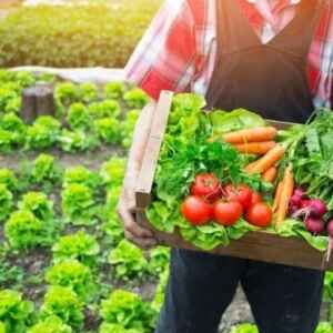 Plano Safra 2024/2025 Terá R$ 475,5 Bilhões Distribuídos Entre Agricultura Familiar e Empresarial