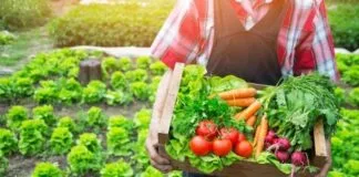Plano Safra 2024/2025 Terá R$ 475,5 Bilhões Distribuídos Entre Agricultura Familiar e Empresarial Plano Safra 2024/2025 Terá R$ 475,5 Bilhões Distribuídos Entre Agricultura Familiar e Empresarial