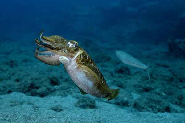 Deep sea trawler fishing has been banned in the Canaries preserving the underwater forests which makes them rare and extremely rich ecosystems says Bardout. Here a cuttle fish swims freely