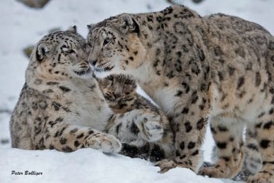 Família de leopardo-das-neves em um jardim zoológico. (Foto: Peter Bolliger)