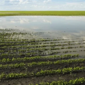 Mineração com macroalgas Mineração com macroalgas