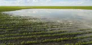 Mineração com macroalgas