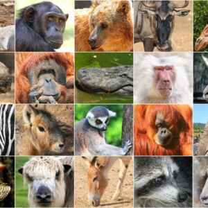 Riscos naturais ameaçam mais de 3.000 espécies Milhões de espécies estão em risco de extinção