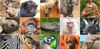 Riscos naturais ameaçam mais de 3.000 espécies Milhões de espécies estão em risco de extinção