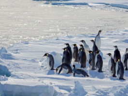 Pinguins-imperadores em banquisa antártica.