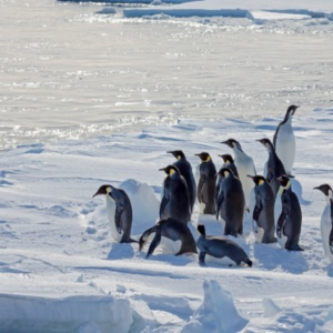 O declínio dramático do gelo marinho está afetando a biodiversidade Pinguins-imperadores em banquisa antártica.