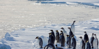 Pinguins-imperadores em banquisa antártica.