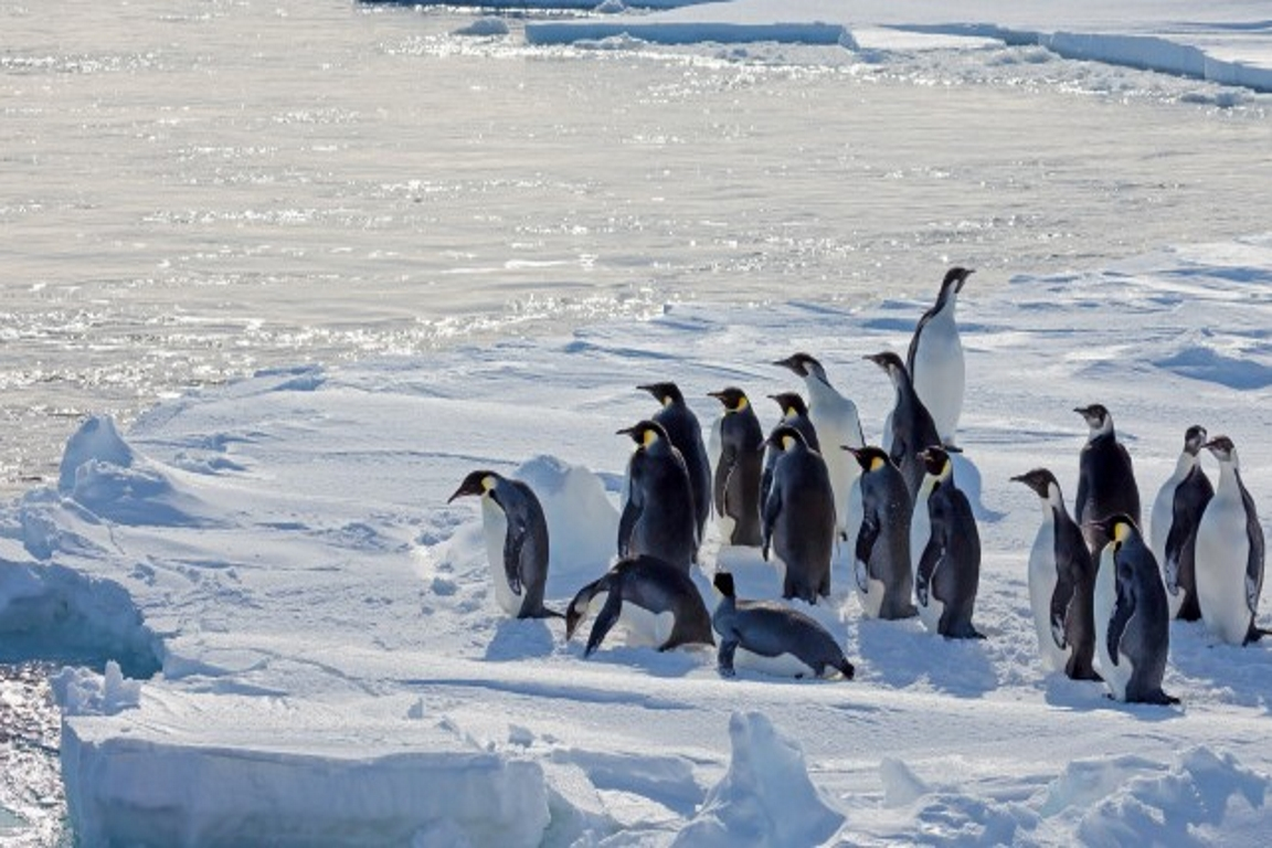 Pinguins-imperadores em banquisa antártica.