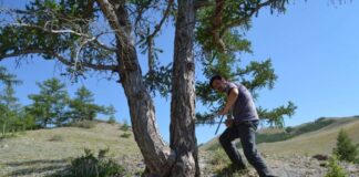 Professor Ulf Büntgen, coautor do estudo, recomenda uma análise sobre as alterações climáticas causadas pelo homem, chamadas de "antropogênicas