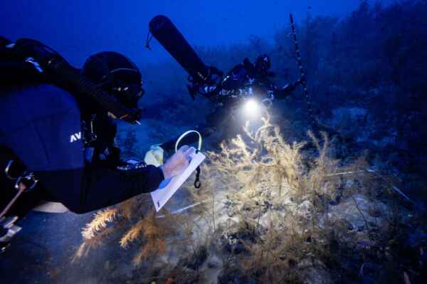 The team transects parts of the seabed photographing and recording what is going on to better inform their understanding of the forests characteristics as a whole
