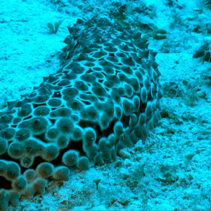 O quarto branqueamento em massa de corais do mundo está em andamento