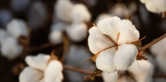 Brasil ultrapassa EUA e já é maior exportador de algodão do mundo