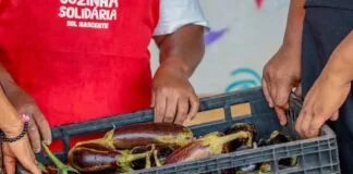 Programa de Aquisição de Alimentos (PAA) Supera 21,75 Mil Toneladas de Doações em 2024 Programa de Aquisição de Alimentos (PAA) Supera 21,75 Mil Toneladas de Doações em 2024