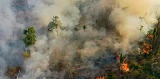 Combater o desmatamento e o fogo para evitar o caos na Amazônia Combater o desmatamento e o fogo para evitar o caos na Amazônia