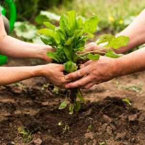 Cooperativismo impulsiona práticas sustentáveis na sociedade c