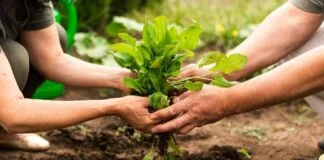 Cooperativismo impulsiona práticas sustentáveis na sociedade c