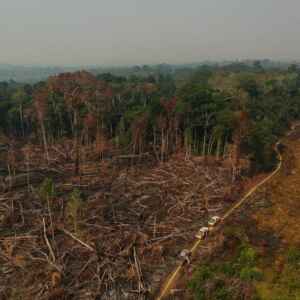 Fraude em Mercado de Carbono no Amazonas Grilou 530 Mil ha de terras