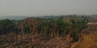 Fraude em Mercado de Carbono no Amazonas Grilou 530 Mil ha de terras Fraude em Mercado de Carbono no Amazonas Grilou 530 Mil ha de terras