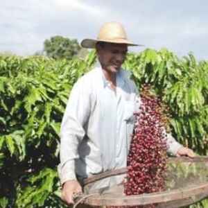 Futuro Promissor da Agricultura Familiar na Amazônia: Terra, Café e Sustentabilidade