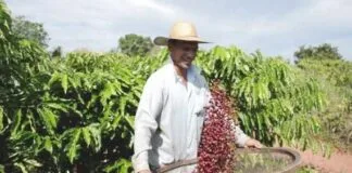 Futuro Promissor da Agricultura Familiar na Amazônia: Terra, Café e Sustentabilidade Futuro Promissor da Agricultura Familiar na Amazônia: Terra, Café e Sustentabilidade